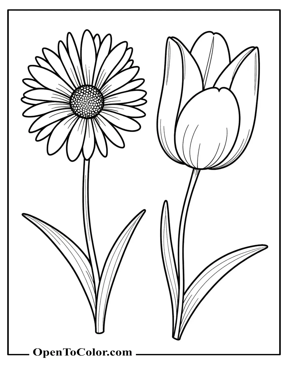 Realistic Daisy and Tulip Coloring Sheet with Clear Petal Lines and Veins, Printable