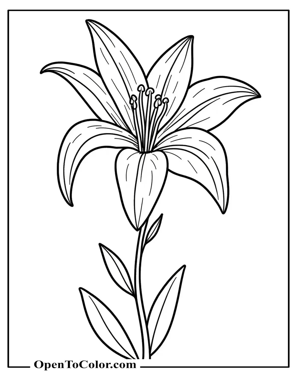 Free Coloring Page of Lily with Long Petals Arching Outward and Visible Stamen