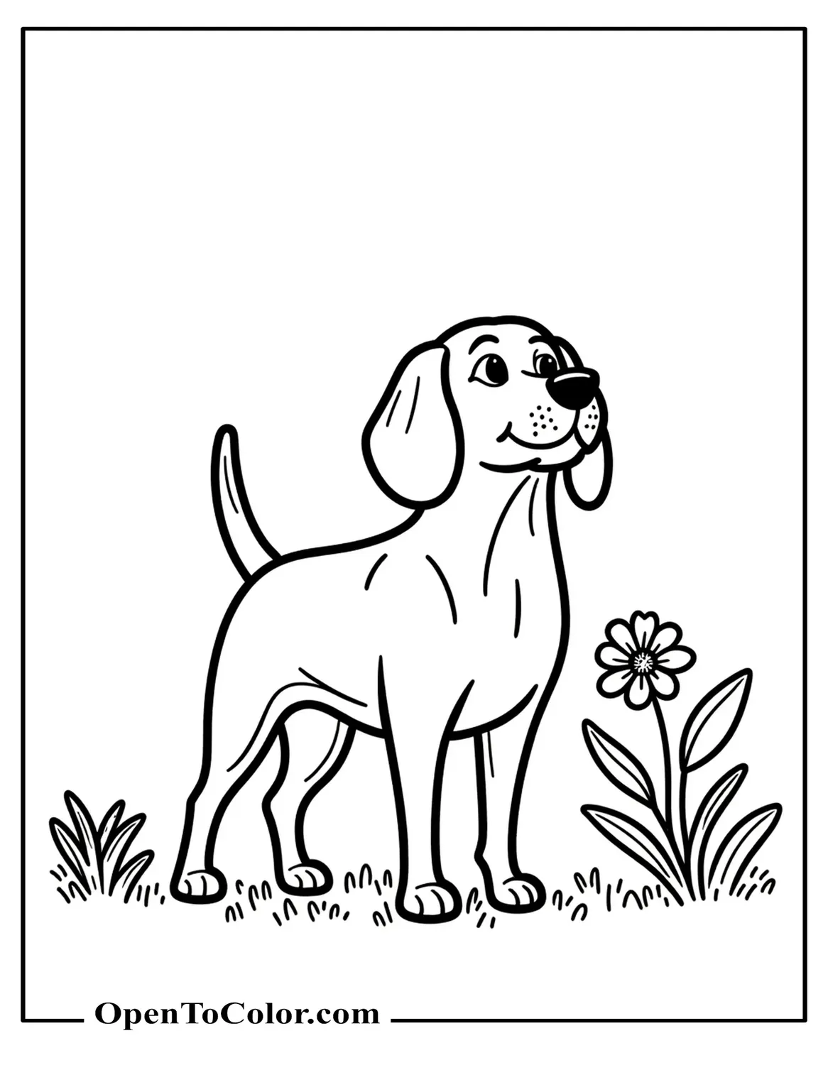 Free coloring page of an adult Beagle standing alert in a field line with tail up and a single flower sprout.
