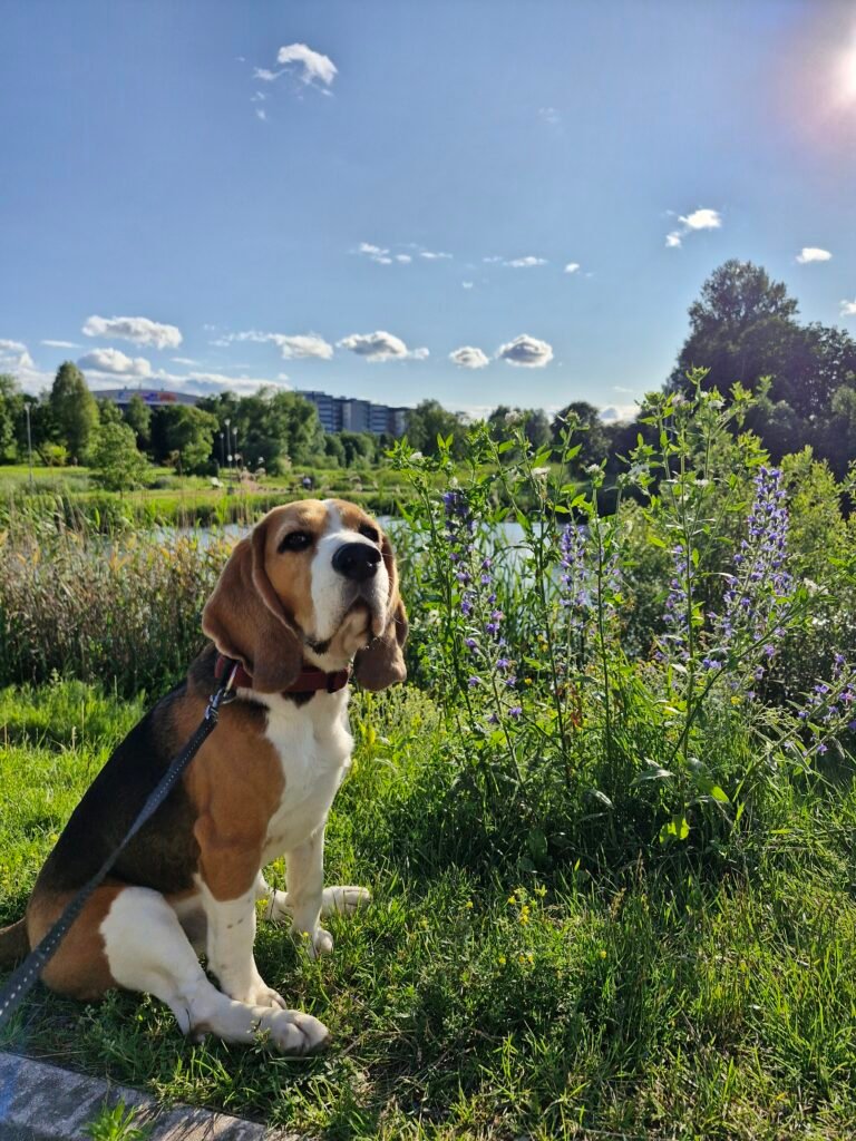Bob the beagle