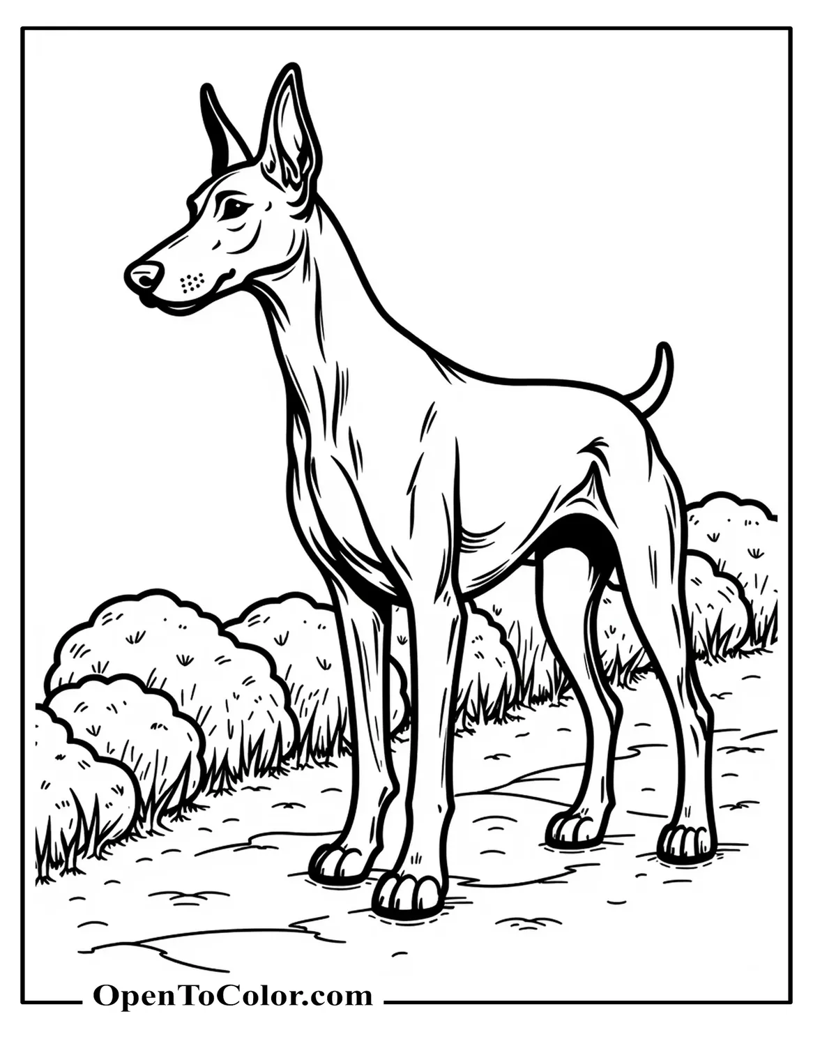 Free Realistic Doberman Side Profile Coloring Page With Alert Ears And Detailed Muscles Stone Path And Low Shrubs Behind